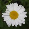 Leucanthemum x superbum